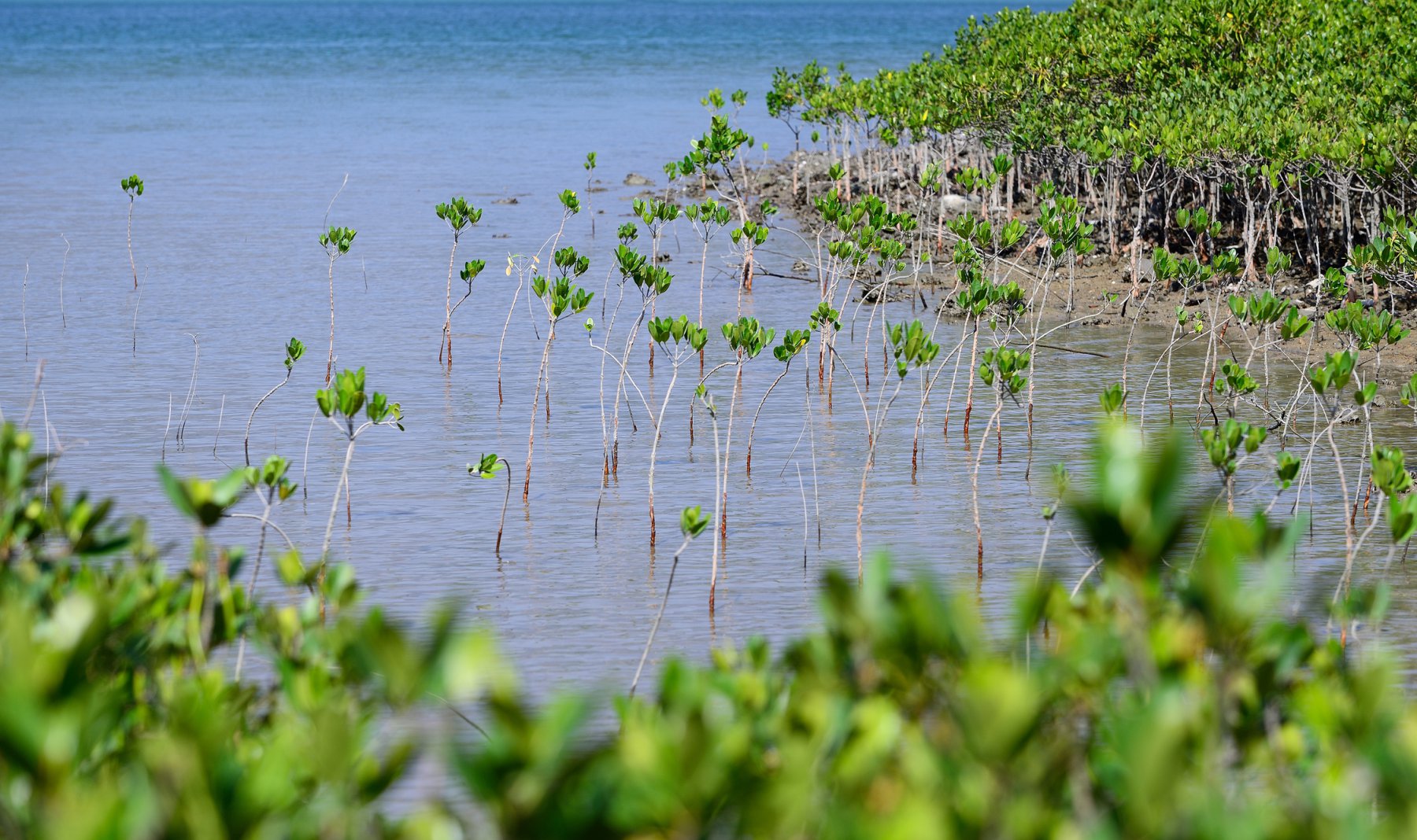 Mangrove Conservation And Restoration Strategy Paulson Institute