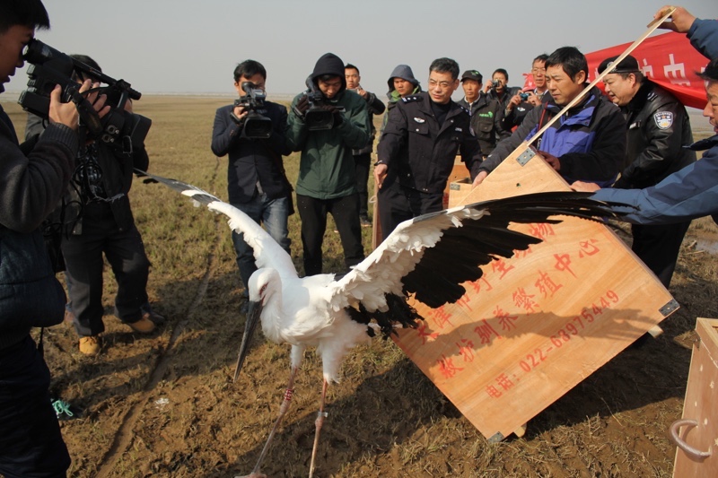 thumbnail image for The Saga Continues: How Two Abandoned Oriental Stork Chicks Made it Back to the Wild