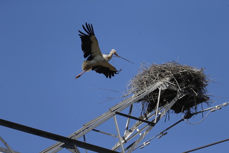 thumbnail image for The Saga of Two Oriental White Stork Chicks