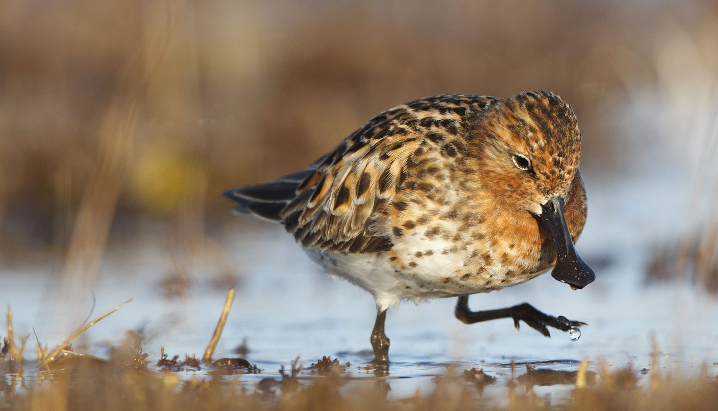 thumbnail image for 5 Things to Know about China’s Coastal Wetlands