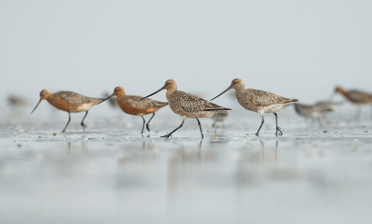 thumbnail image for Video | Time to Save China’s Wetlands