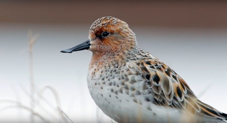 thumbnail image for Video | Saving the Spoon-billed Sandpiper