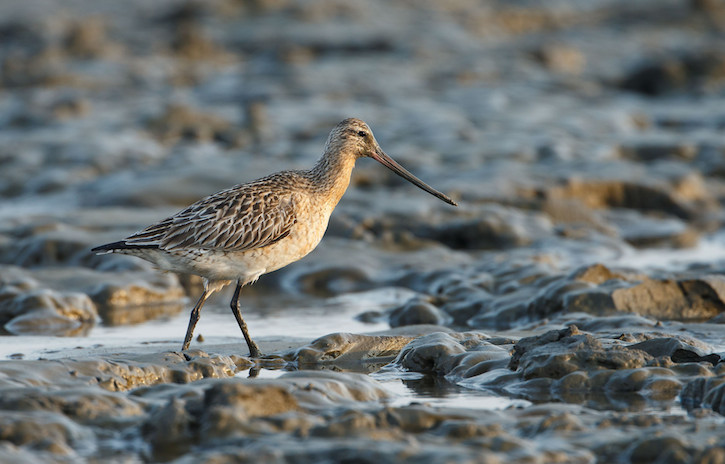 thumbnail image for 5 Things to Know…About China’s Coastal Wetlands