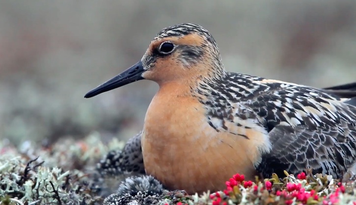 thumbnail image for Video|Saving the Red Knot