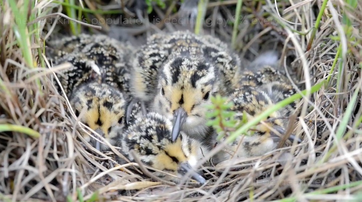 thumbnail image for Video|The Miracle of Migratory Shore Birds