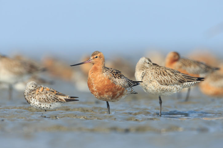 thumbnail image for Video | Saving the Bar-Tailed Godwit